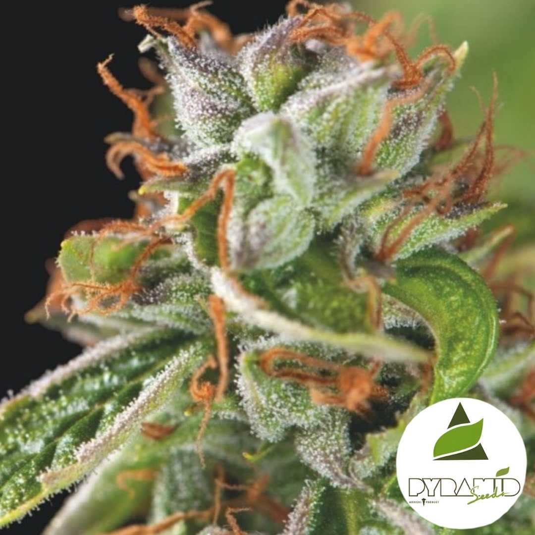 Double OG Haze (Pyramid Seeds) Feminisiert