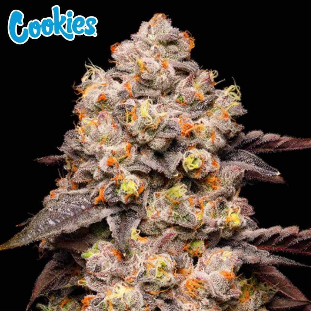 Dried Fruit Cannabisblüte mit dichten, harzigen Buds und orangefarbenen Blütenstempeln