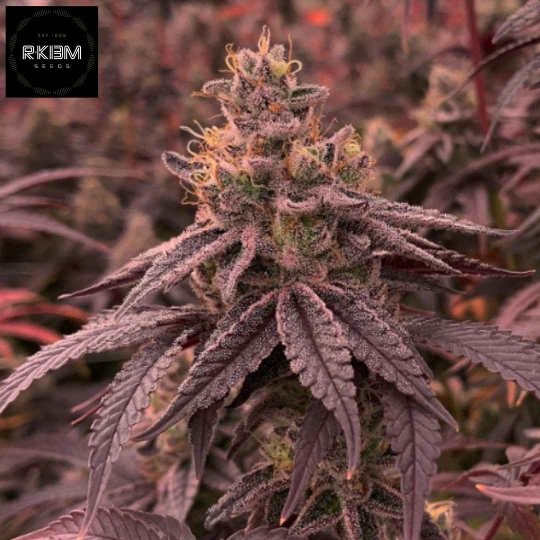 DullButter Cannabis Blüte mit lila Blättern und dichter Harzschicht, kompakter Bud mit sichtbaren Trichomen