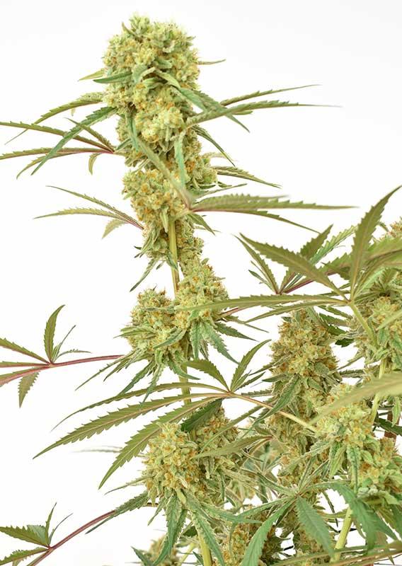 Schlanke Durban Poison Pflanze mit langen Seitenästen und zahlreichen kompakten Buds