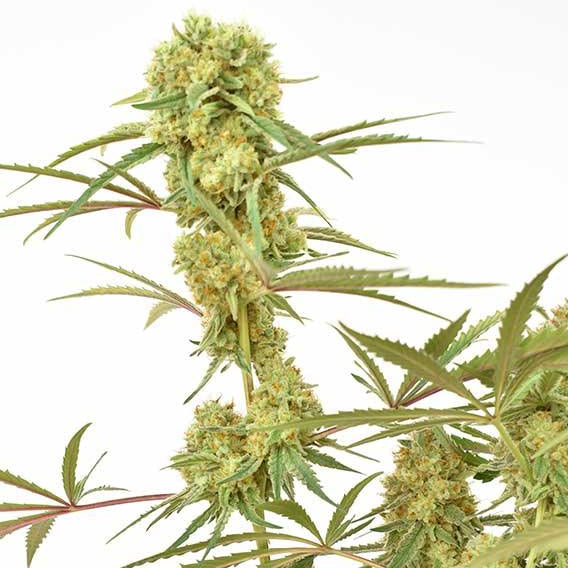 Schlanke Durban Poison Pflanze mit langen Seitenästen und zahlreichen kompakten Buds