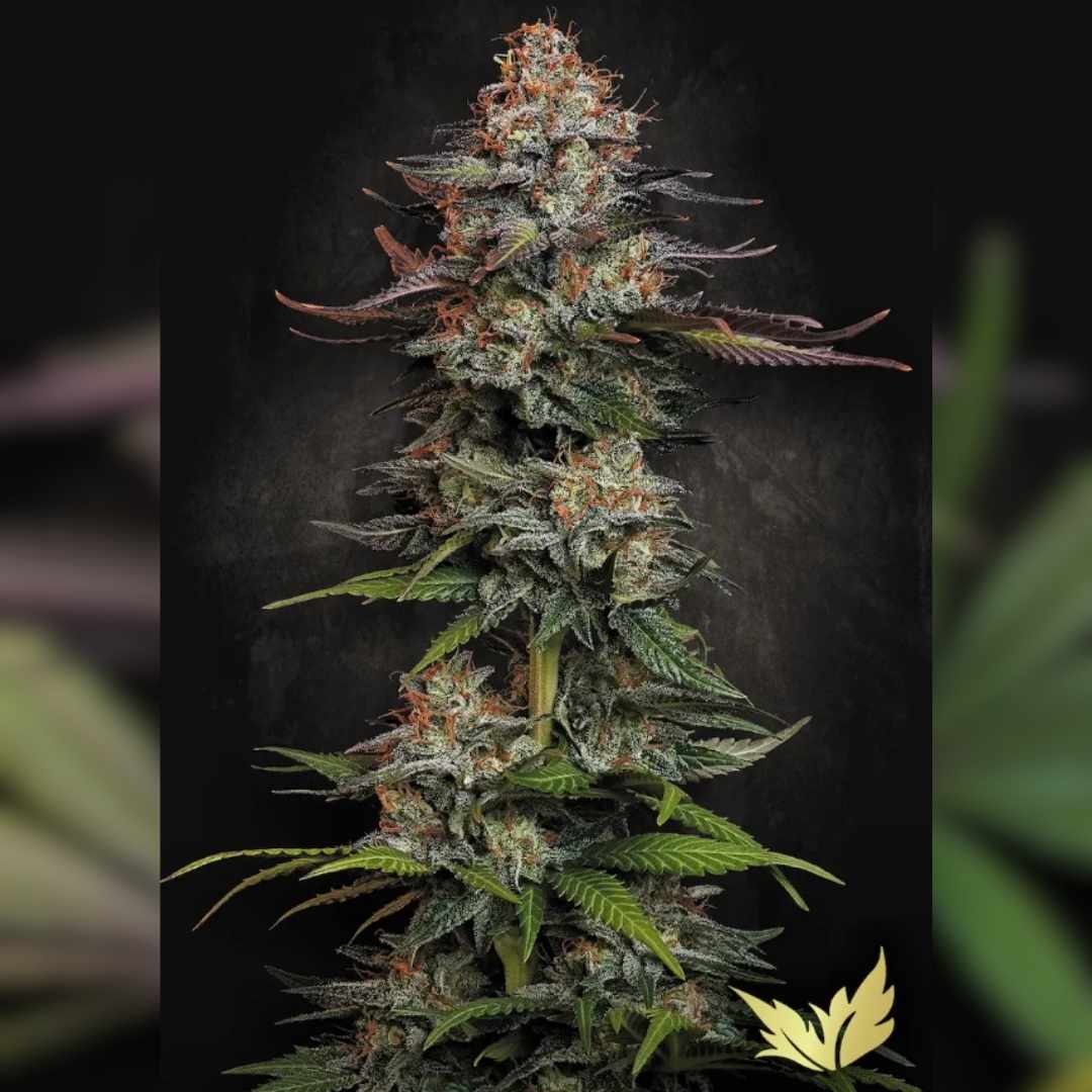 Durga Mata Pflanze mit dichten, harzreichen Buds und orangefarbenen Blütenhaaren