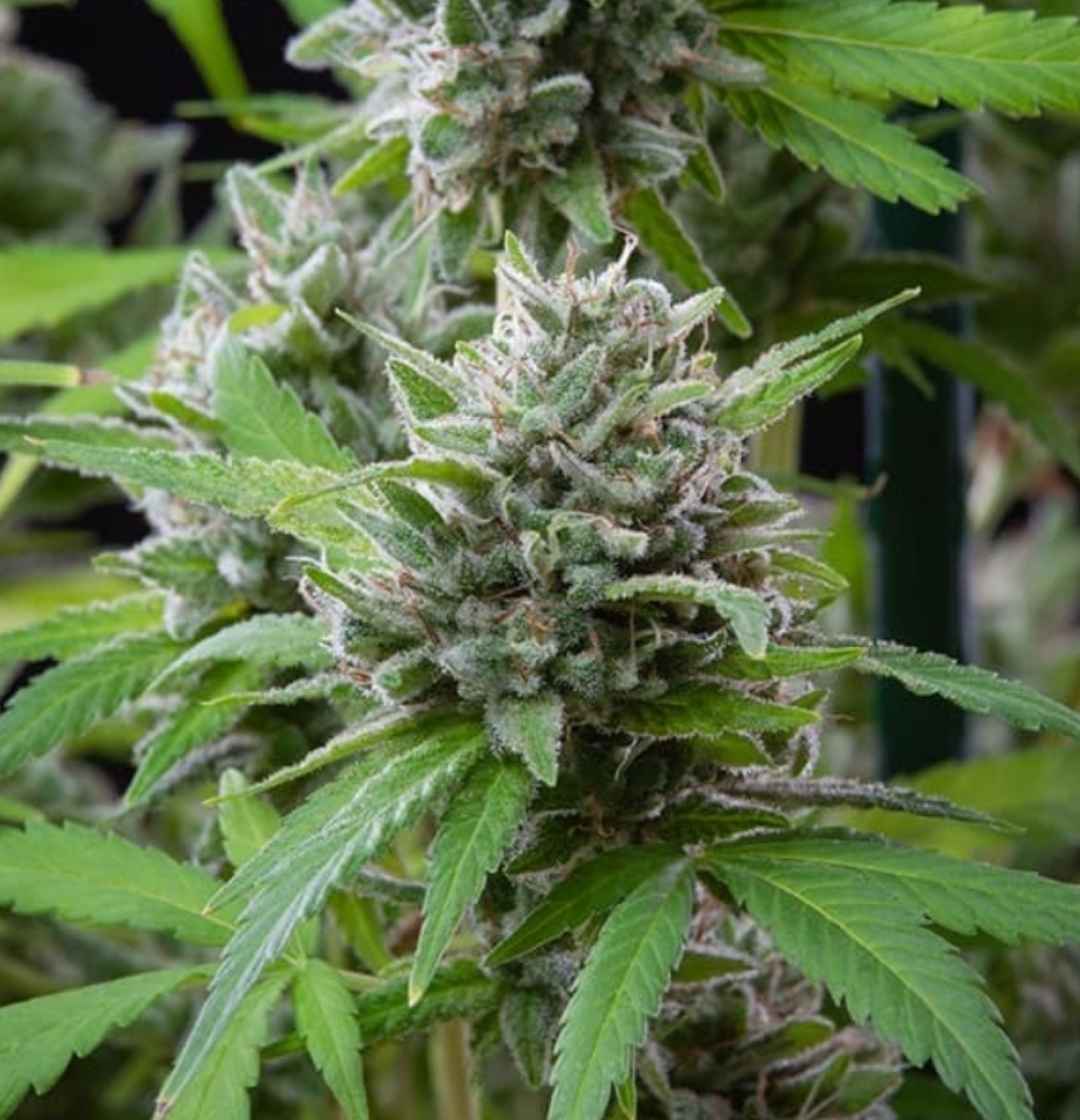 Reifende El Patron Pflanze mit kompakten Blüten und gesunden dunkelgrünen Fächerblättern.