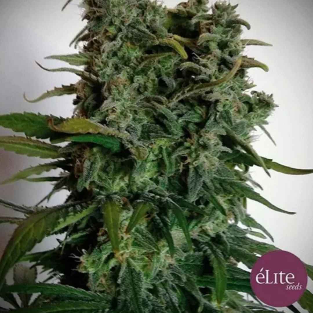 Elite 47 Cannabisblüte mit dichten grünen Buds, Harzschicht und schmalen Blättern