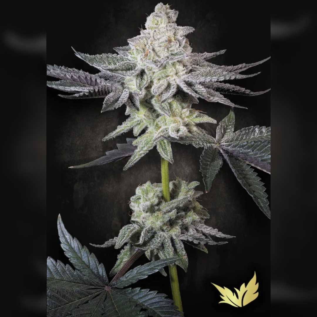 Nahaufnahme einer dichten, harzreichen Emerald Envy Blüte mit frostiger Trichom-Schicht und dunklen Zuckerblättern