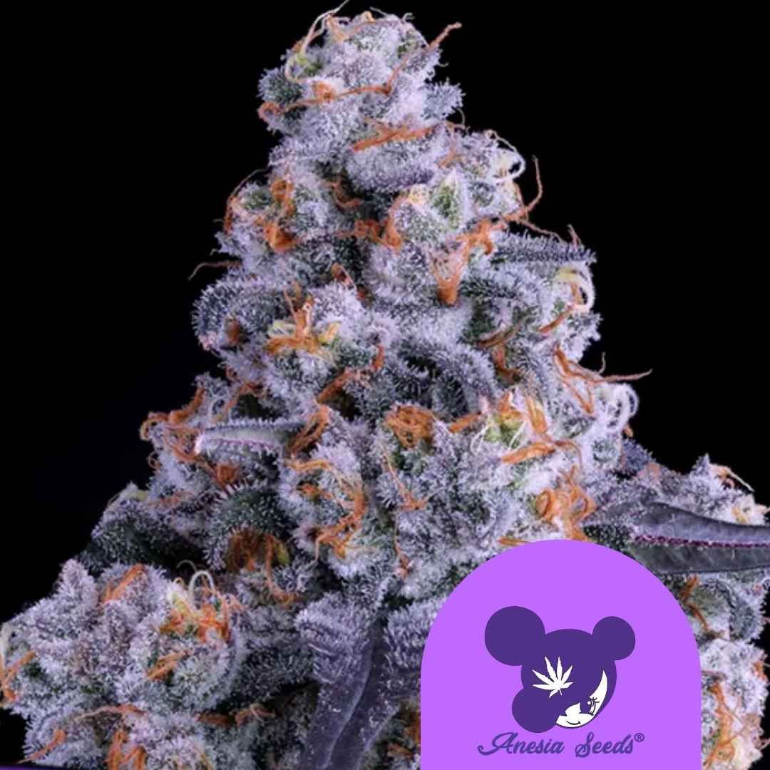 Dichte Blüte der Epic Buzz Auto mit violetten Kristallen und orangefarbenen Härchen