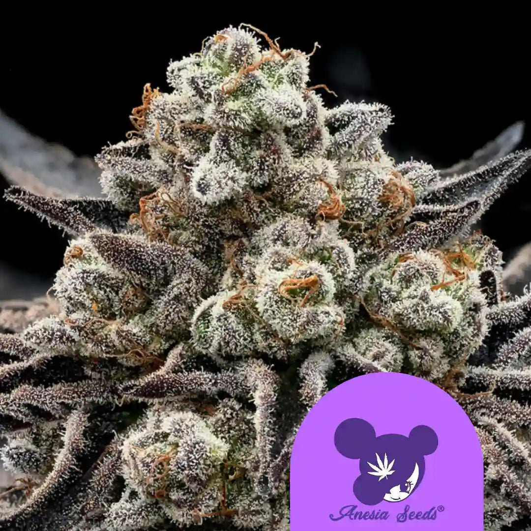 Epic Buzz Cannabisblüte mit leuchtend grünen und orangefarbenen Trichomen.