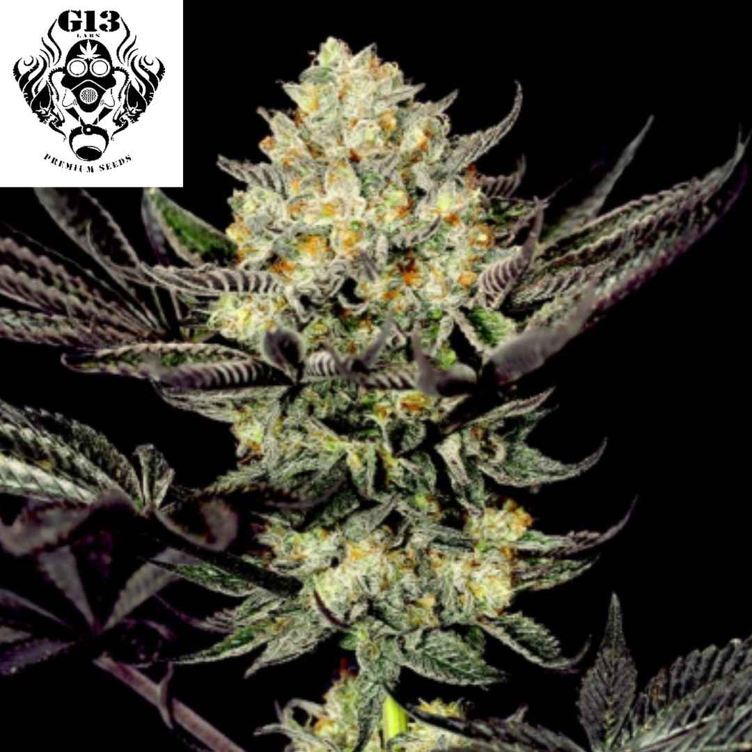 Harzige Face Mask Cannabisblüte mit dichten, kompakten Knospen und auffälligen orangefarbenen Pistillen