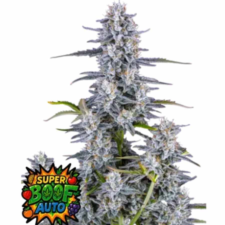 Super Boop Auto Cannabissamen, eine autoflowering Sorte mit hohen Erträgen und harzreichen, dichten Knospen – perfekt für schnelle Ernten.