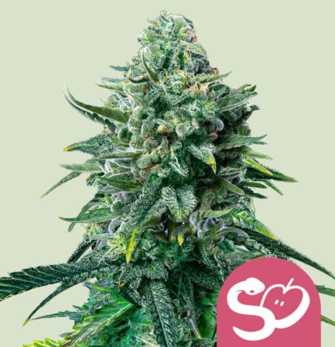 Forbidden Fruit Cannabissorte: kompakte, harzige Blüte mit dichten grünen Blättern und feinen violetten Akzenten