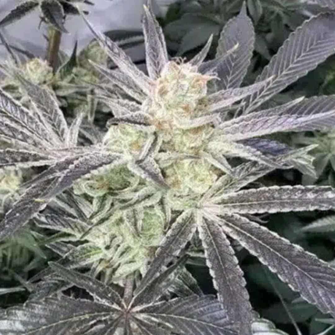 Forbidden Nectar von ZmoothieZ mit großer, harziger Cannabisblüte und violett-roten Farbtönen.
