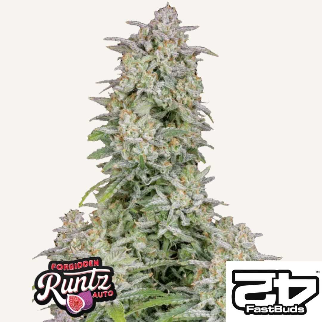 Forbidden Runtz Auto Pflanze mit dichten, harzigen Buds und frostiger Trichom-Schicht von Fast Buds.