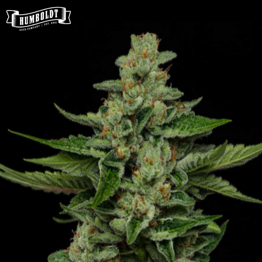 Fortune Cookie Cannabisblüte mit dichten grünen Buds, Harzbesatz und orangefarbenen Blütenfäden