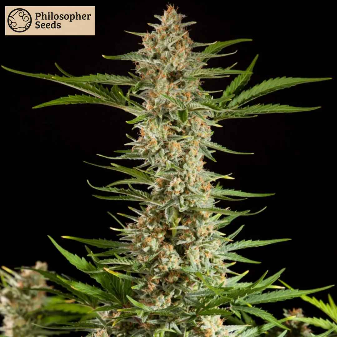 Fraggle Skunk Auto mit dichtem, harzigen Hauptbud und orangefarbenen Blütenstempeln, kompakte Blütenstruktur