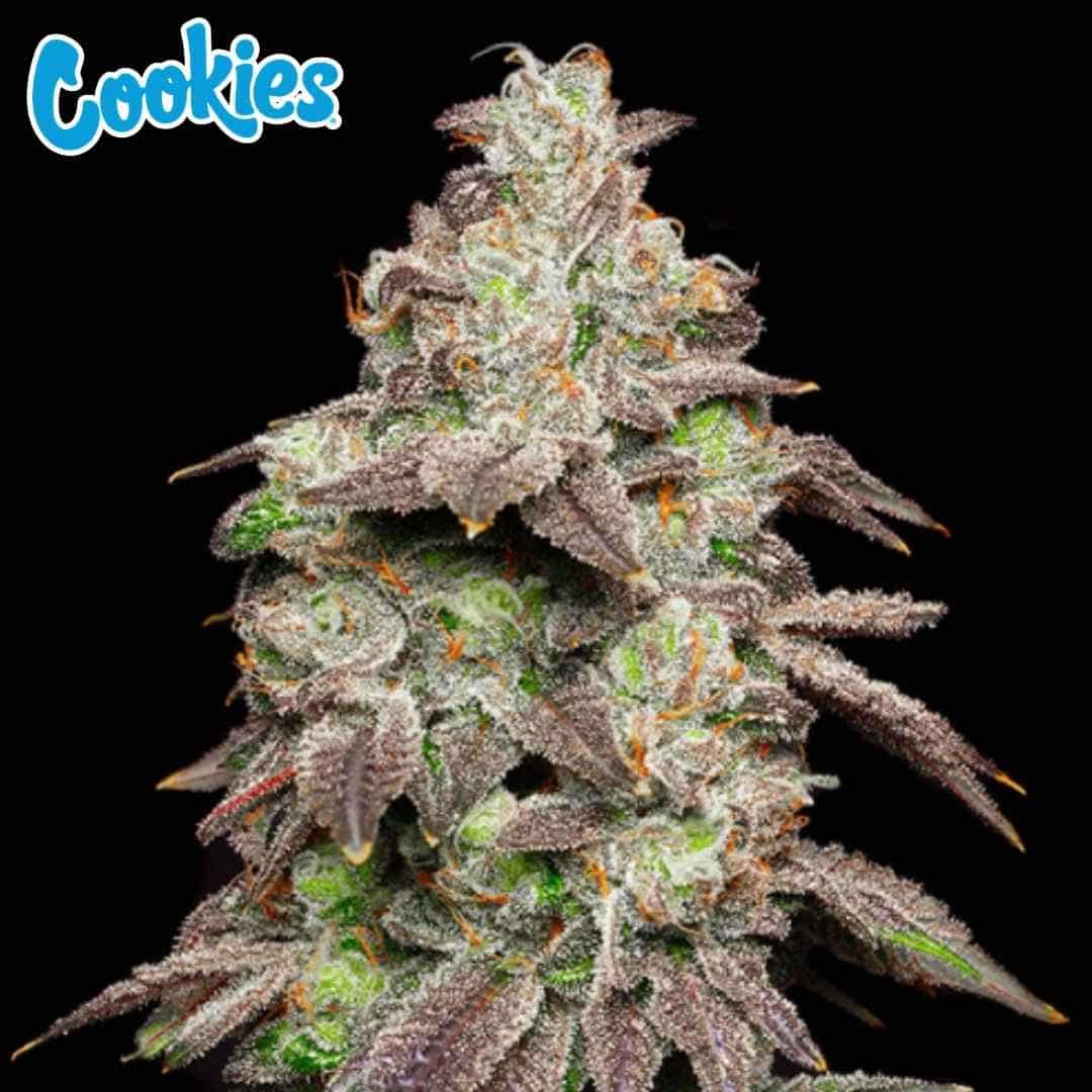 Fried Banana Cannabisblüte mit dichten, harzigen Buds, orangefarbenen Härchen und leicht violetten Blättern