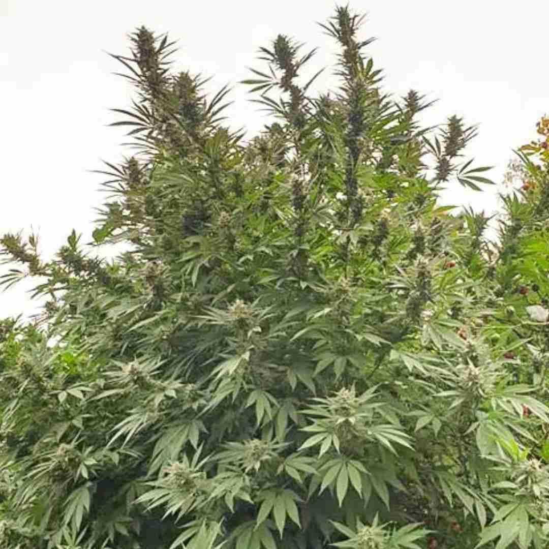 Große, buschige Frisian Dew Outdoor-Pflanze mit kräftigem Haupttrieb und sattem Grün