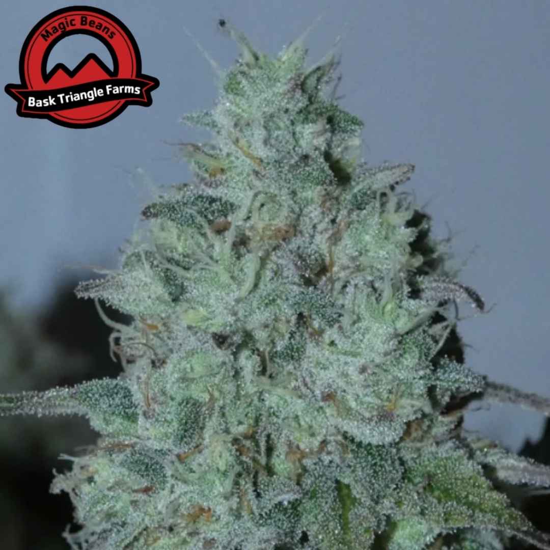 Fritter Burger Blüte mit dichter Struktur und starker Harzschicht, sichtbar viele Trichome und feine Pistillen