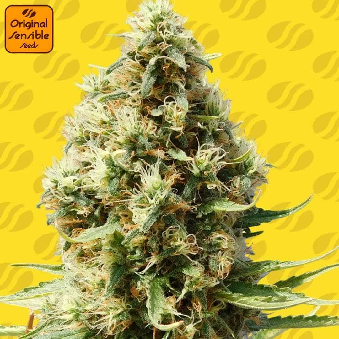 Frosted Guava Auto Blüte mit dichten Harzbuds und orangefarbenen Blütenhaaren