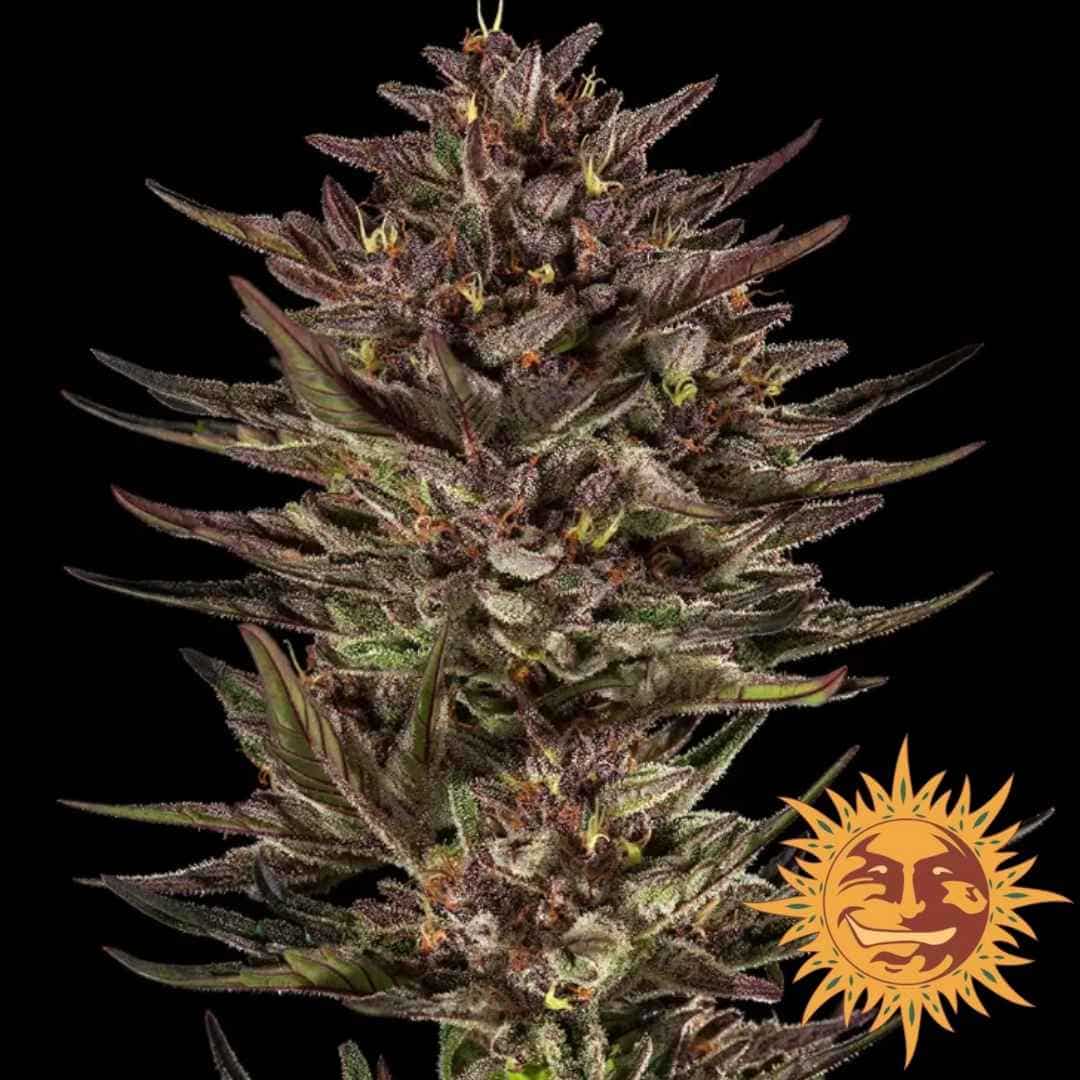 Frosted Zinn x Cookie Dog Auto Bud mit dichten, dunklen Blüten und sichtbarer Harzschicht