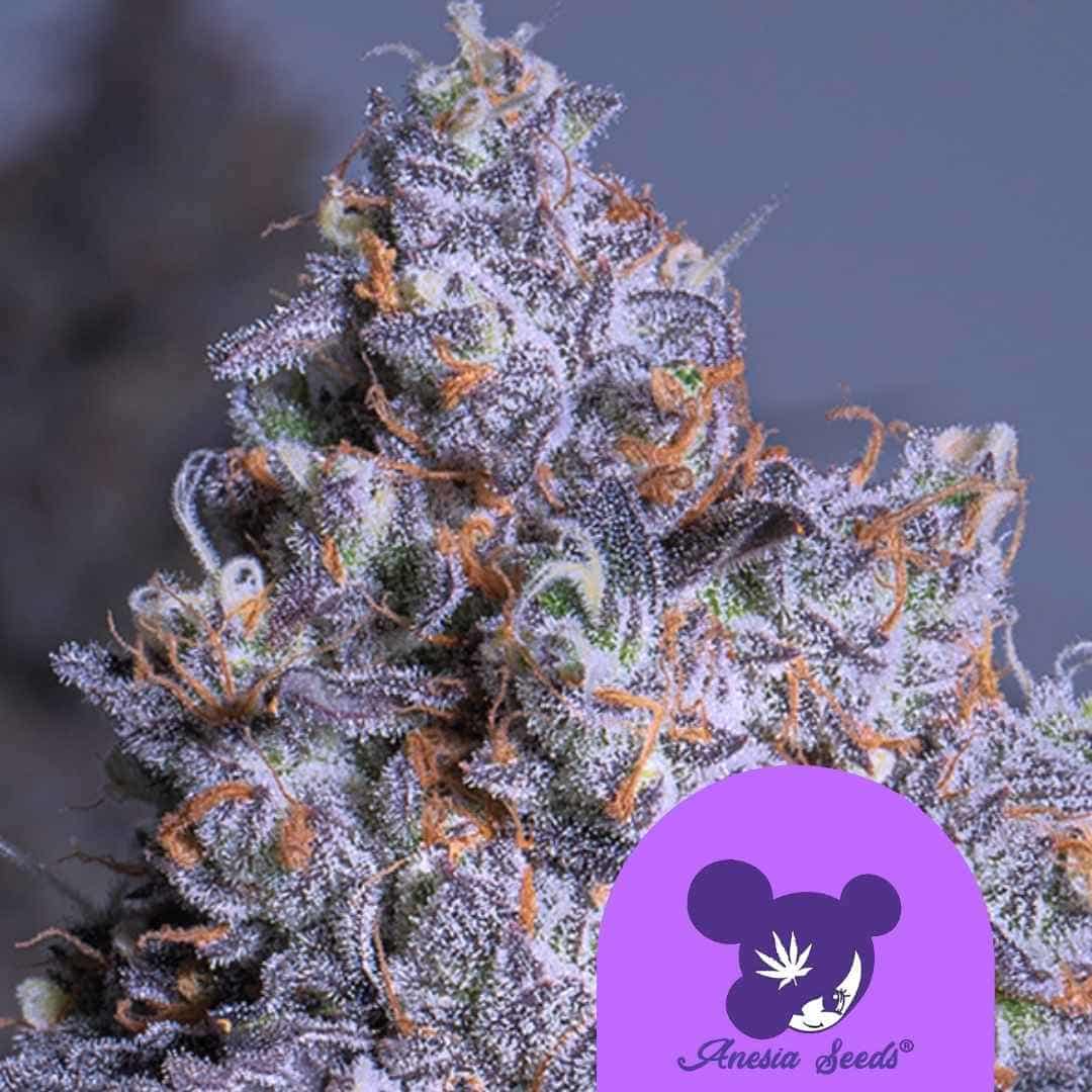 Frostige Bud von Frozen Black Cherry Auto mit violetten Kristallen und orangefarbenen Härchen