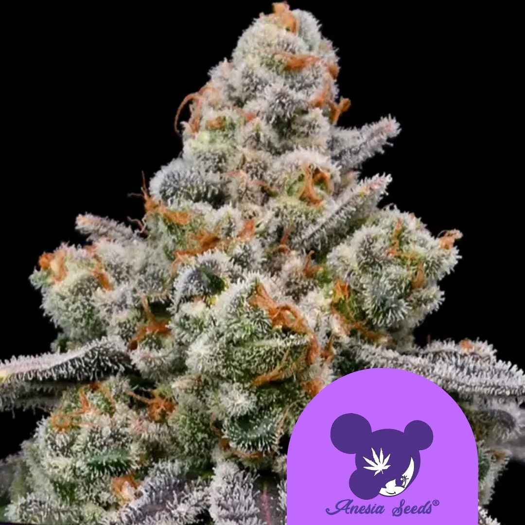 Frostige Frozen Face Auto Blüte mit dichten Harztrichomen und orangefarbenen Blütenhaaren