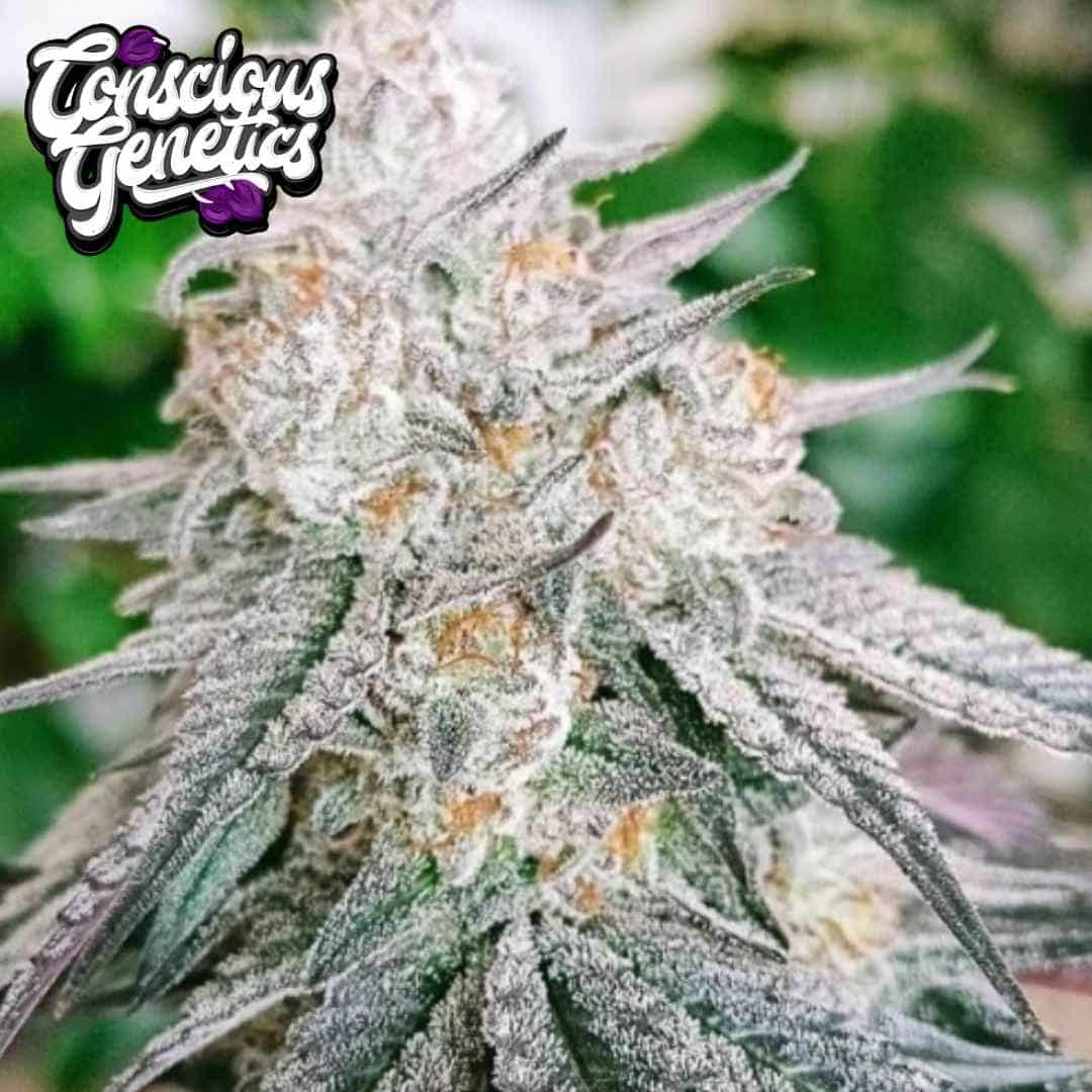 Frozen Rosé Cannabisblüte mit dichten Trichomen und orangefarbenen Blütenhärchen