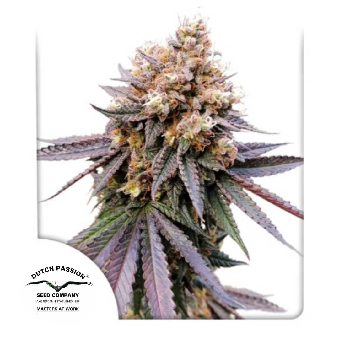 GMO Fast Bud mit dichten Blüten, violettgrünen Blättern und reichlich Harz von Dutch Passion