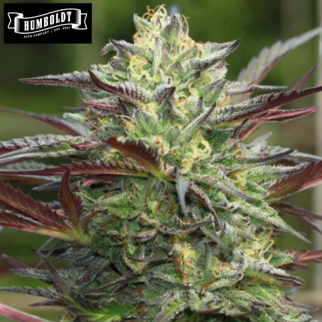 Harzige G.S. Cookies Cannabisblüte mit violetten Zuckerblättern und hellen Blütenstempeln