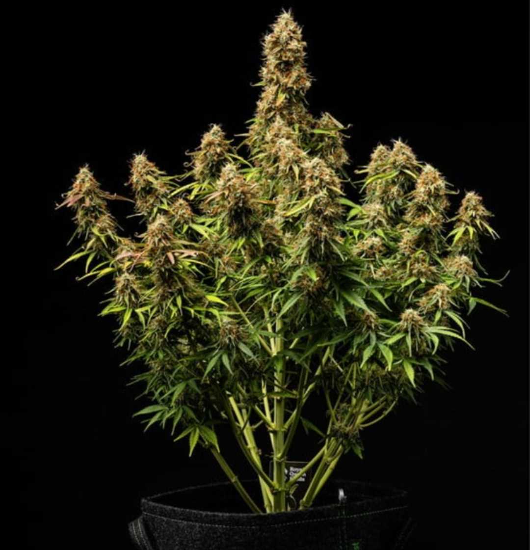 Reife Gaia F1 Cannabispflanze im Stofftopf, kompakter Wuchs mit zahlreichen Buds