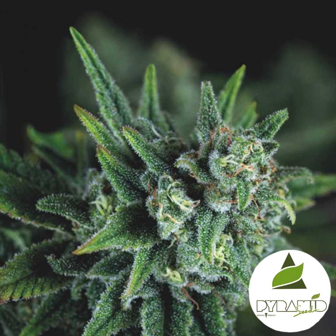 Galaxy Fast Blüte mit dichten Harztrichomen und kompakten dunkelgrünen Spitzenblättern