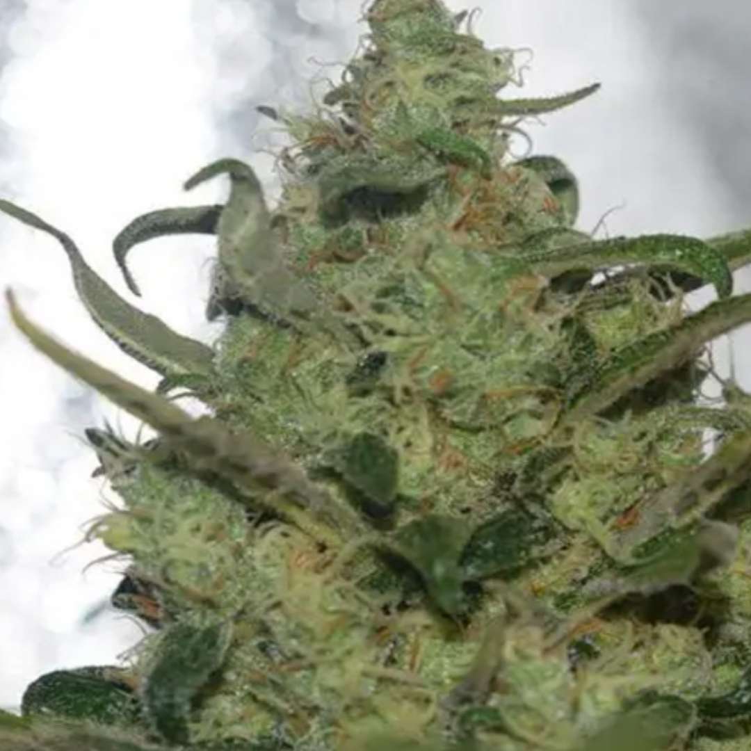 Garlotty von Vision Seeds mit dichter grüner Cannabisblüte und sichtbarer Harzschicht.
