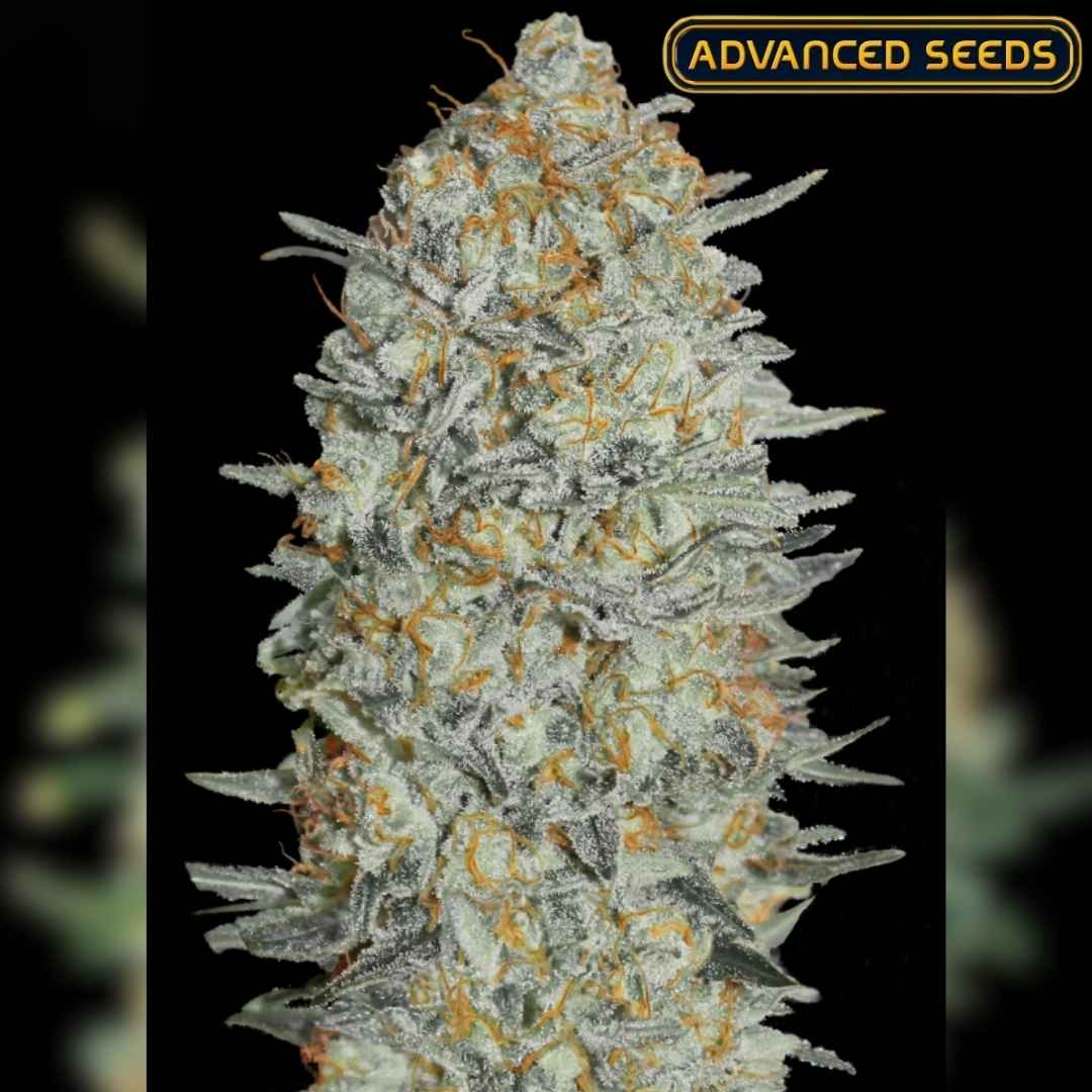 Dichte, harzüberzogene Gelato #33 Blüte mit orangefarbenen Härchen und frostigen Trichomen