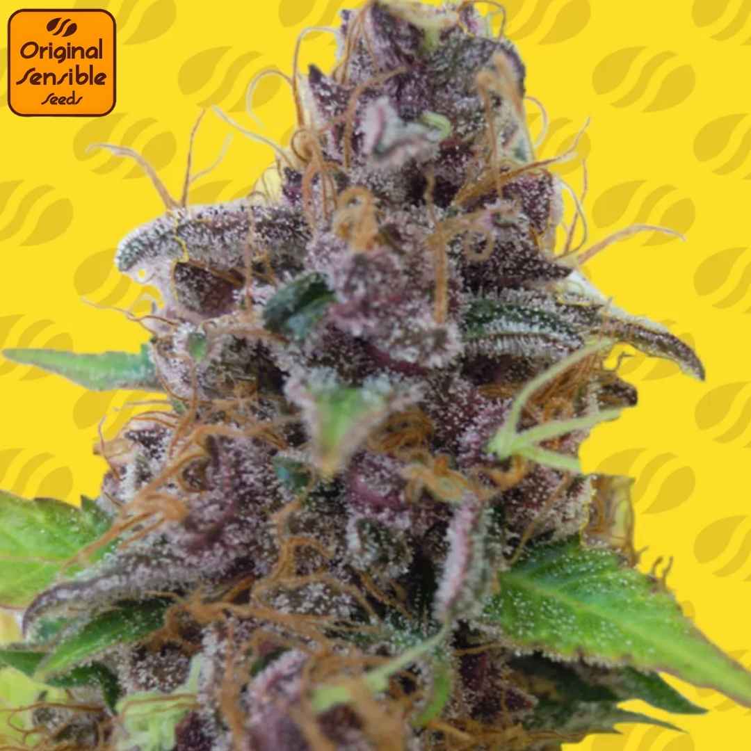 Auto Gelato Cannabisblüte mit violetten Nuancen, dichter Trichomschicht und orangefarbenen Blütenfäden