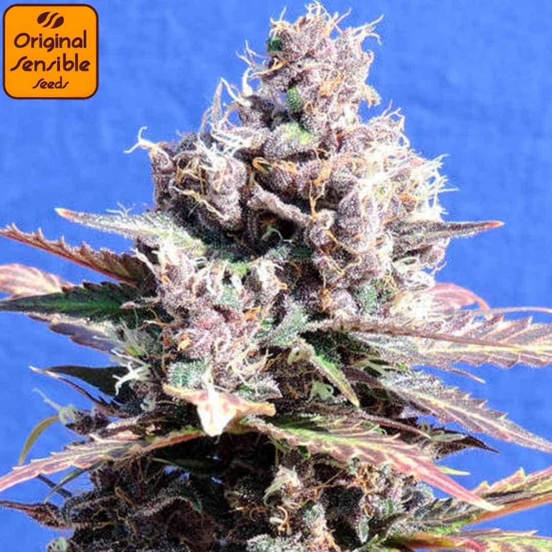 Reife Gelato Cannabisblüte mit dichten Buds, violetten Nuancen, orangefarbenen Stempeln und starker Harzbildung