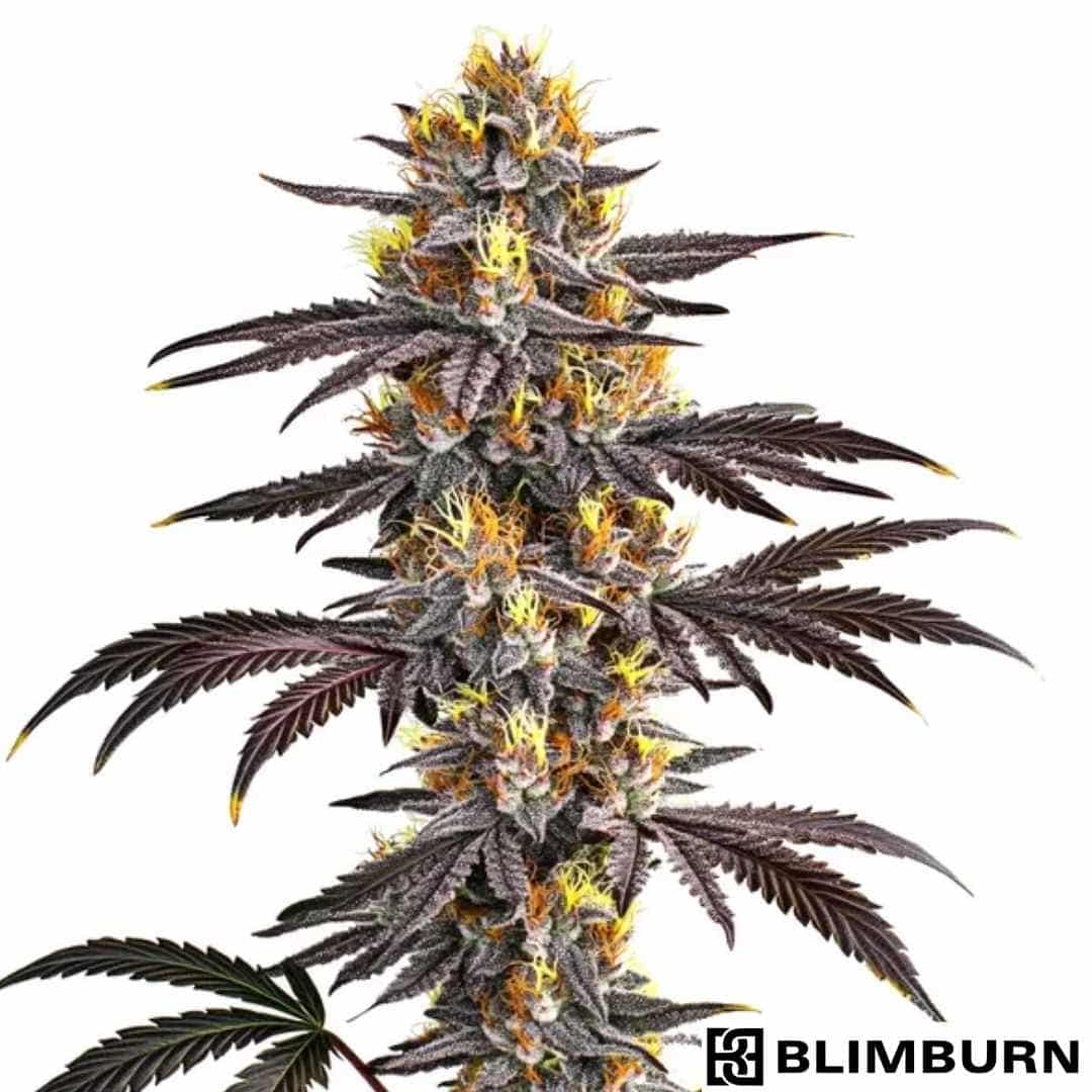 Gelato Cannabisblüte mit dichten, harzigen Buds und violetten Blättern sowie orangefarbenen Stempeln