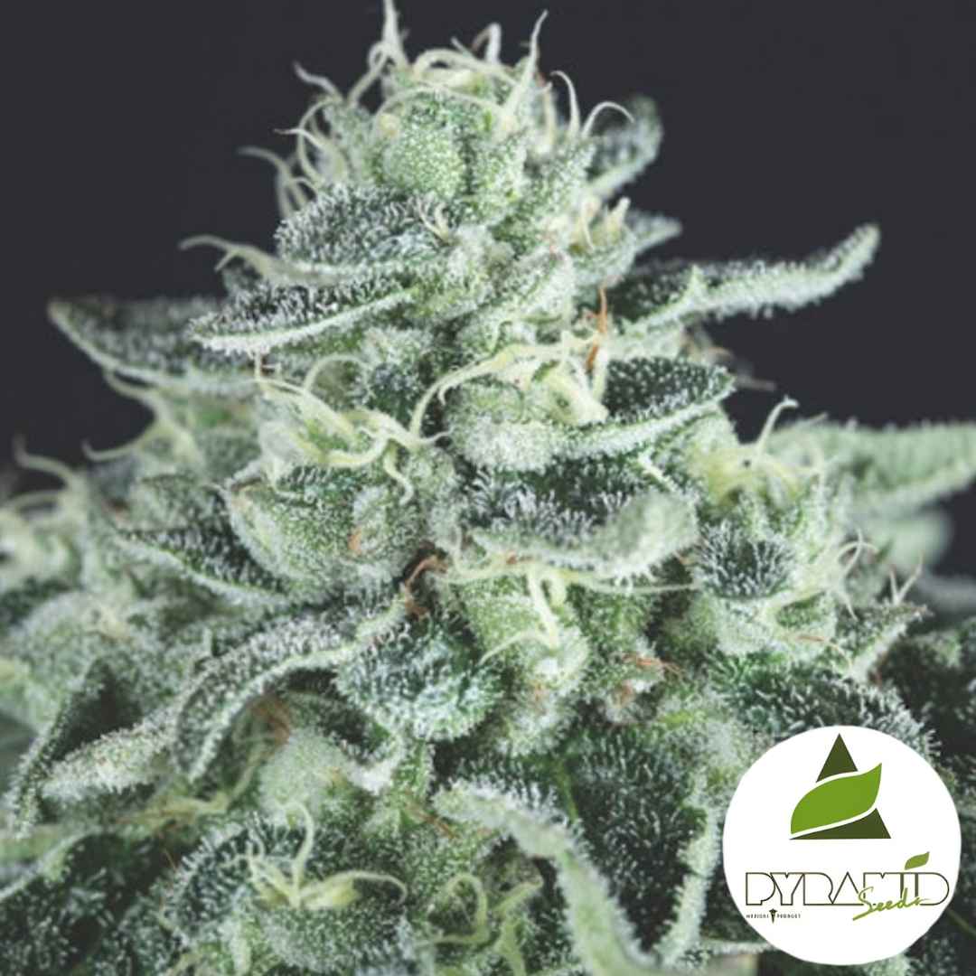 Harzige Gelato-Blüte mit dichten Trichomen und kompakten, frostigen Buds.