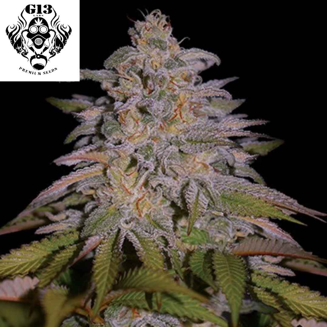 Glazed Gushers Cannabisblüte mit dichten Trichomen, kompakten Buds und orangefarbenen Pistillen an harziger Indica-Pflanze