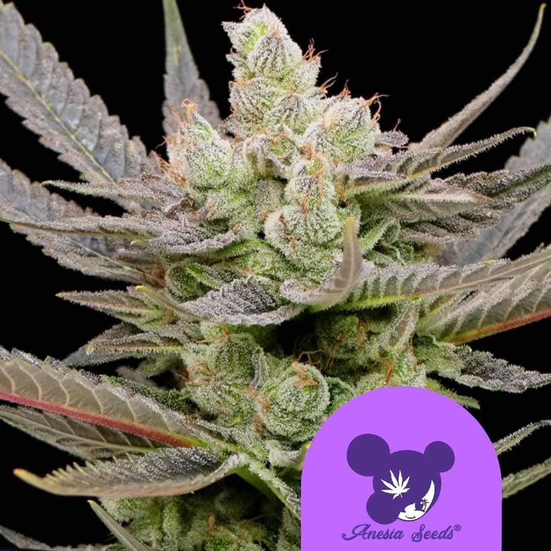 Glowberry Rush Auto mit dichten, harzüberzogenen Blüten und orangefarbenen Härchen