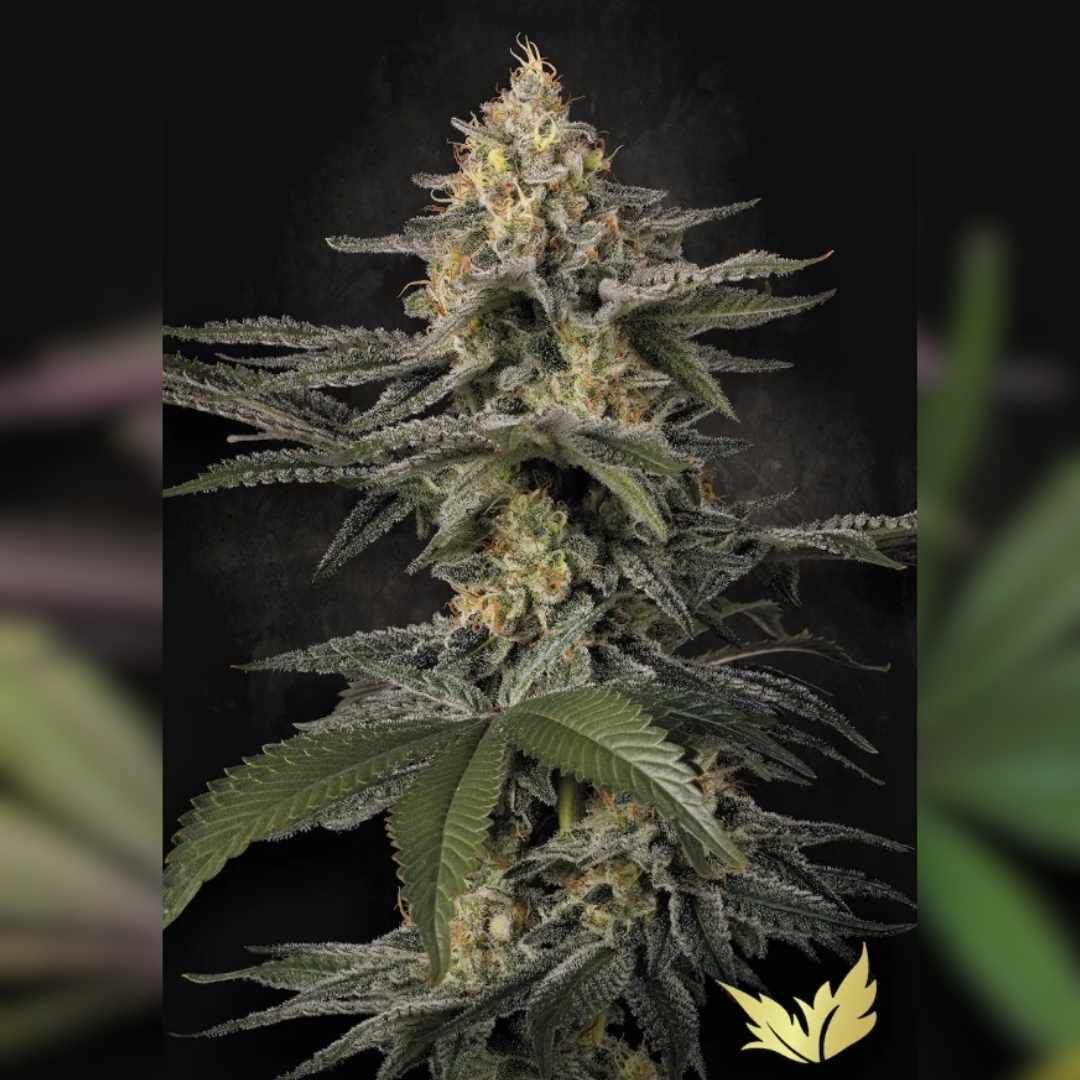 Dichte Glowstarz Cannabispflanze mit harzigen, trichombedeckten Buds und breiten dunkelgrünen Blättern.