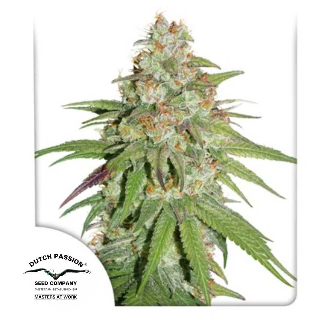Glueberry OG Blüte mit dichten Harztrichomen, grünen Blättern und orangefarbenen Blütenhaaren