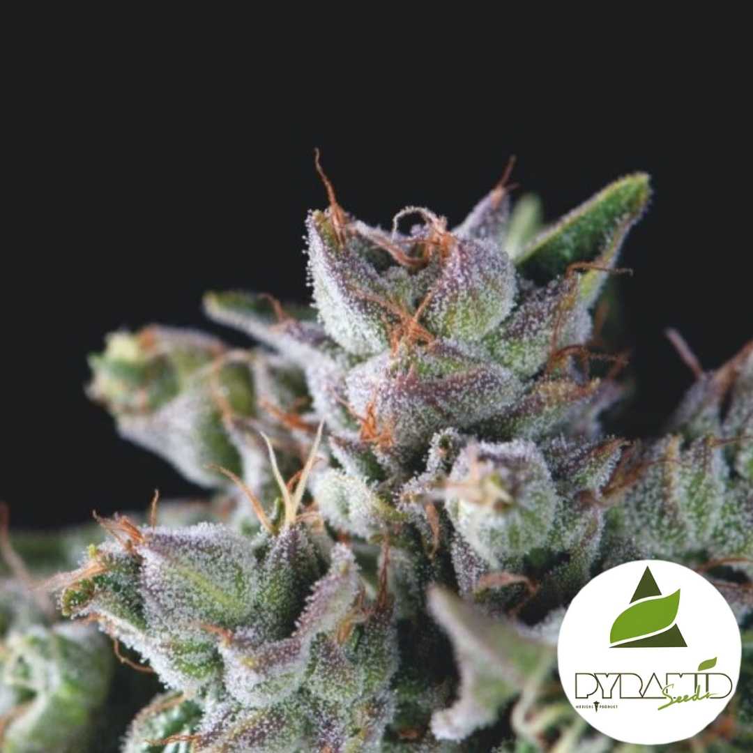 Gorila Blüte mit dichten Harzkristallen und orangefarbenen Fäden in kompakter Struktur.