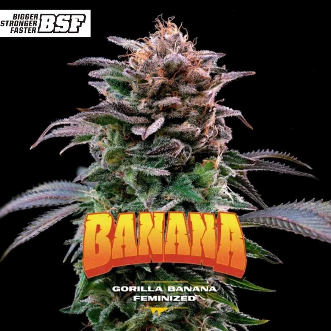 Gorilla Banana Cannabisknospe mit dichter Struktur, starkem Harzbesatz und orangefarbenen Blütenfäden