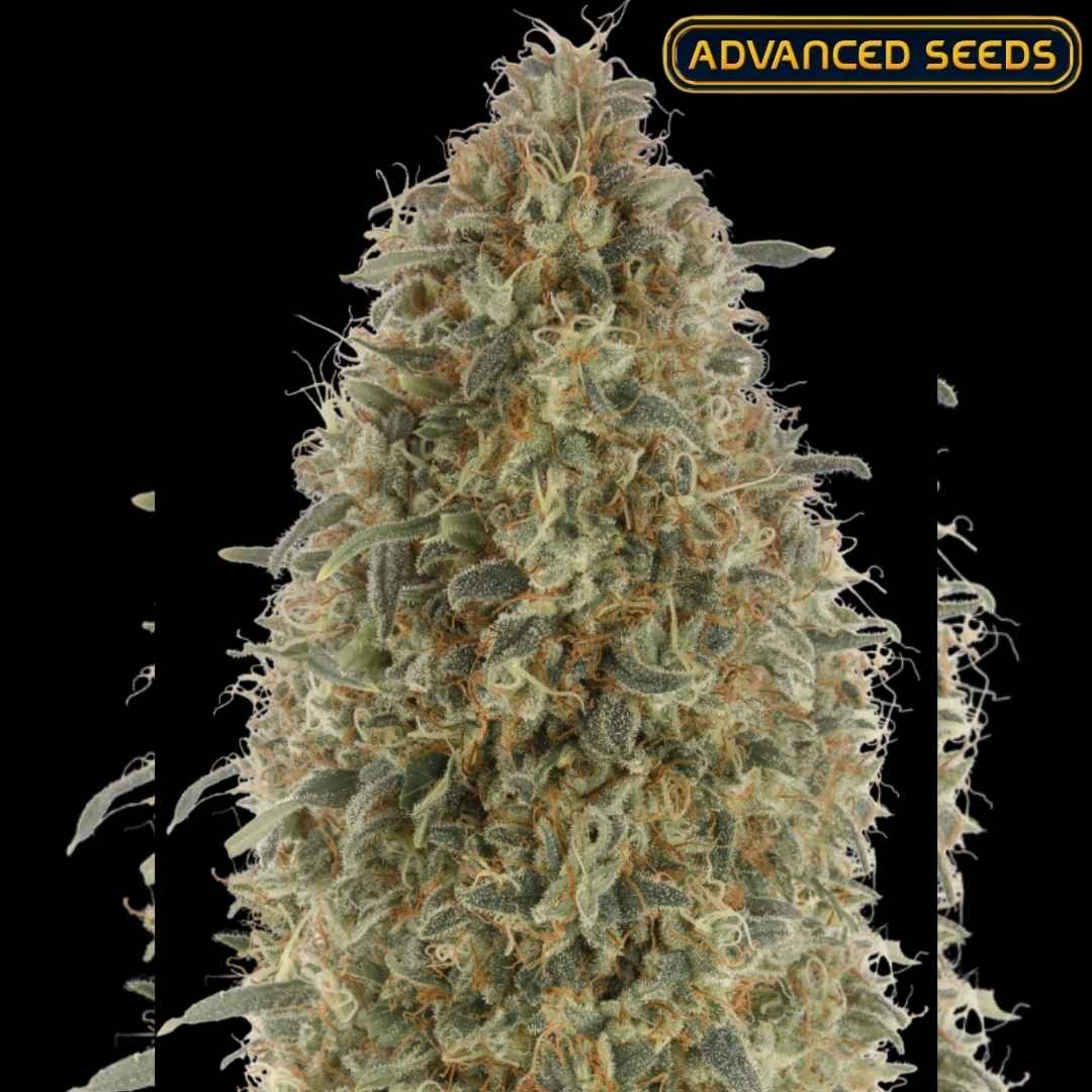 Dicht bewachsene Gorilla Blue Blüte mit dicker Harzschicht und orangefarbenen Blütenfäden.