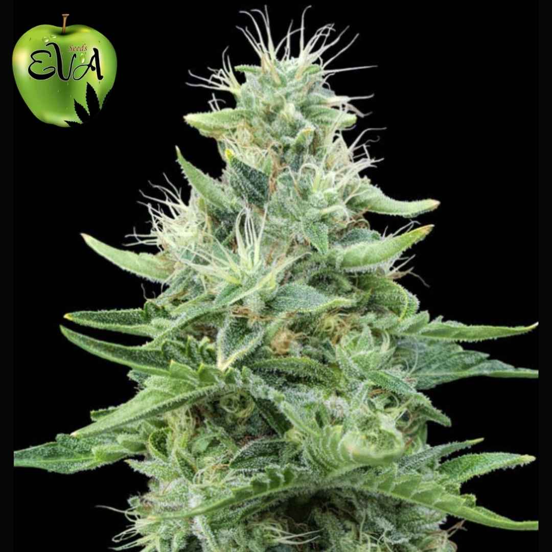 Gorilla Candy Blüte mit dichten, harzigen Buds und vielen weißen Trichomen in fortgeschrittener Blütephase
