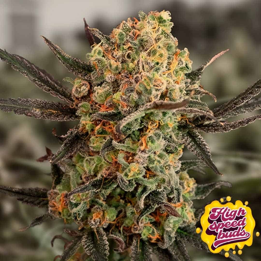 Harzige Gorilla Cookies Auto Blüte mit dichten Buds, orangefarbenen Pistillen und starker Trichomschicht