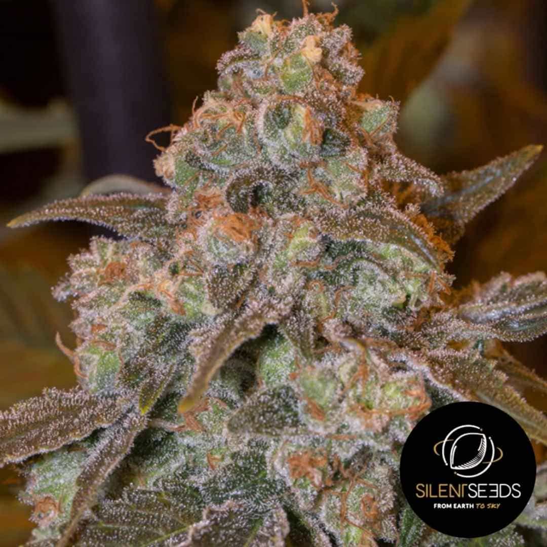 Nahaufnahme einer harzreichen Gorilla Frost Blüte mit dichten, orangefarbenen Härchen und glitzernden Trichomen.