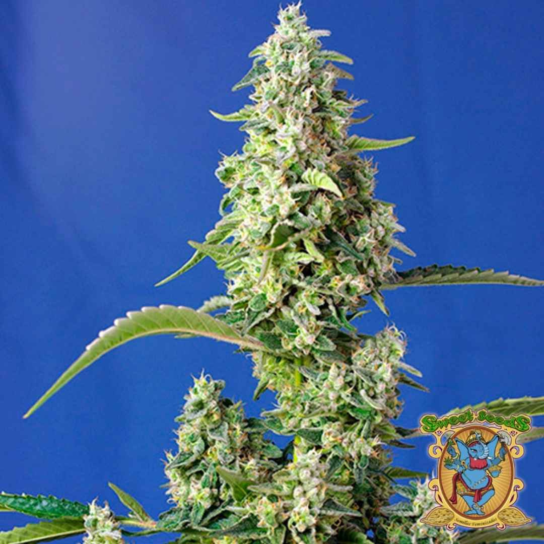 Gorilla Girl XL Auto mit dichten, harzreichen Blüten und kräftigen grünen Blättern in voller Blüte