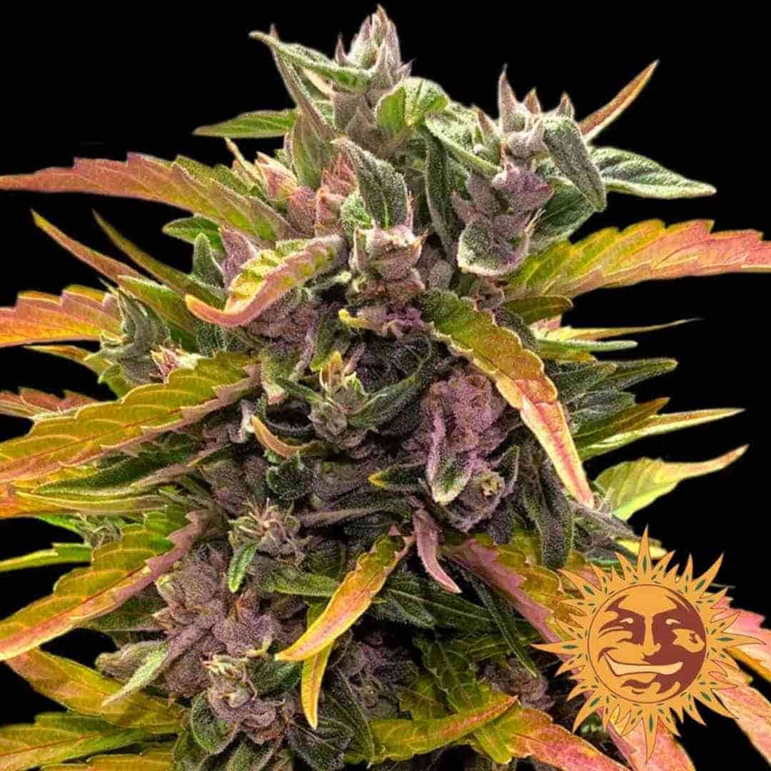 Nahaufnahme einer Gorilla Glue Auto Blüte mit violetten Nuancen, Harzkristallen und orangefarbenen Blättern.