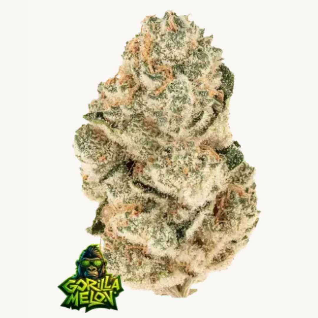 Gorilla Melon Bud mit dichten, harzüberzogenen Blüten und orangefarbenen Härchen