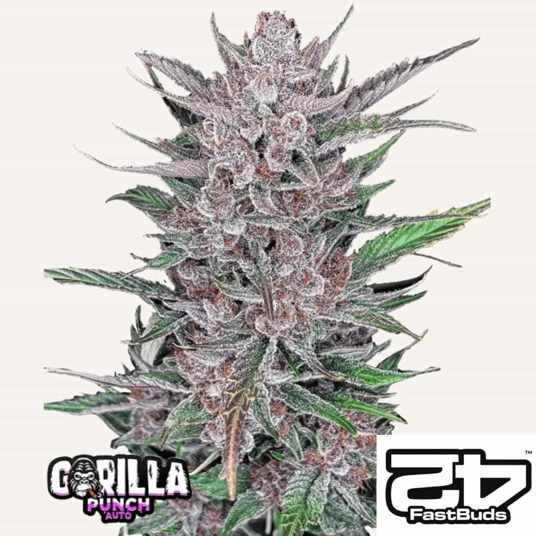 Harzige Blüten von Gorilla Punch Auto mit lila Tönen und dichten Buds voller Trichome
